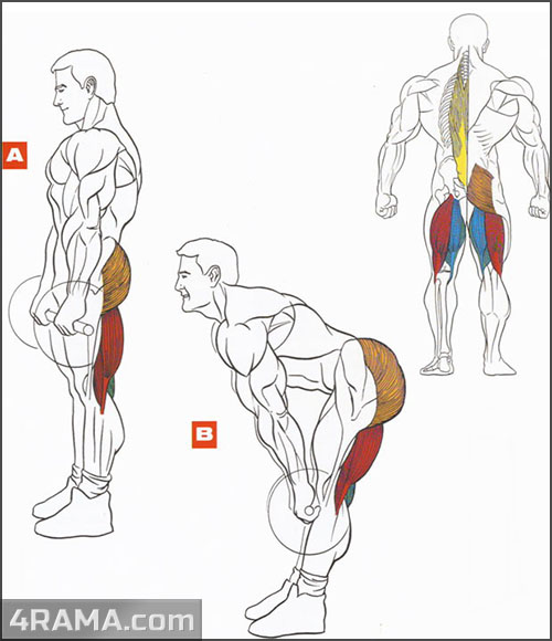 Мертвая тяга на прямых ногах - Бодибилдинг форум AnabolicShops